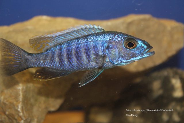 Sciaenochromis fryeri (samec)