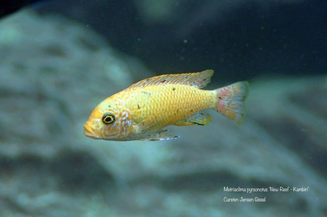 Metriaclima pyrsonotos Kambiri Reef(O samice)