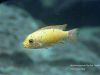 Metriaclima pyrsonotos Kambiri Reef(O samice)
