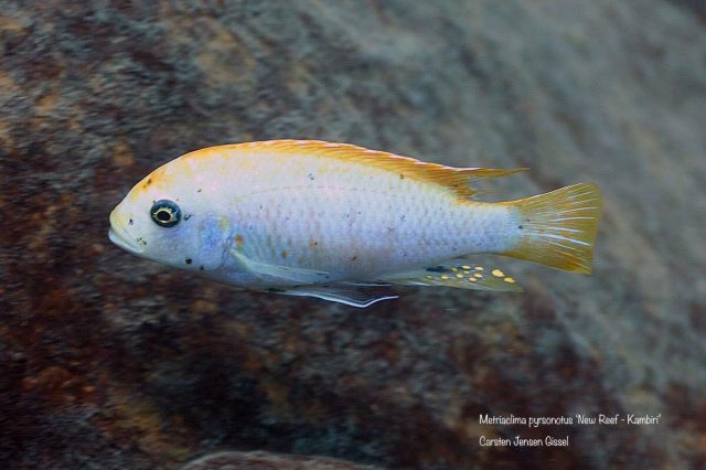 Metriaclima pyrsonotos Kambiri Reef (O samec)