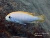 Metriaclima pyrsonotos Kambiri Reef (O samec)