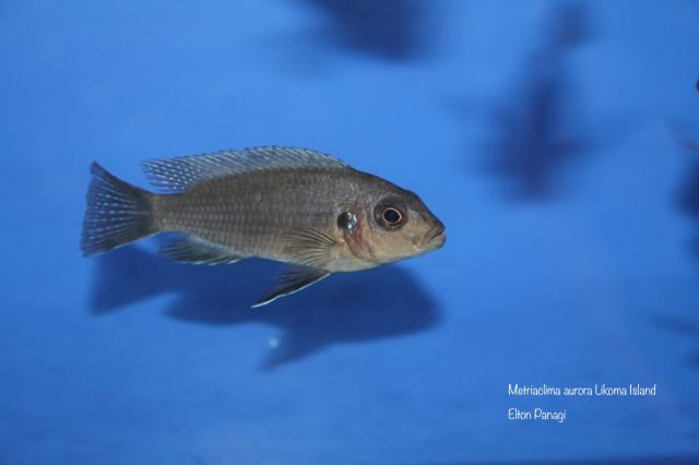 Metriaclima aurora Likoma Island