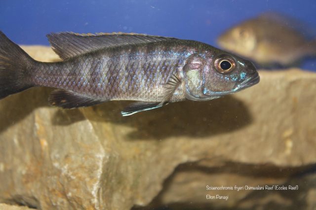 Sciaenochromis fryeri (samice)