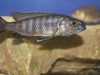 Sciaenochromis fryeri (samice)