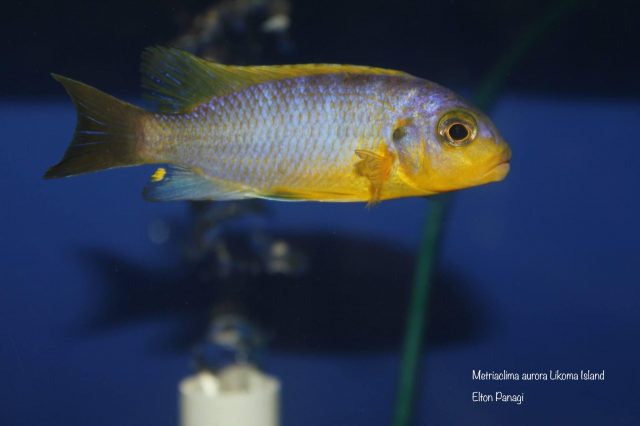 Metriaclima aurora