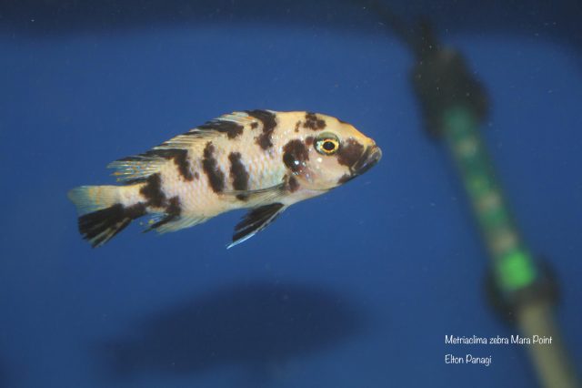 Metriaclima zebra Mara Point (OB samice)