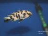 Metriaclima zebra Mara Point (OB samice)