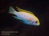 Metriaclima pyrsonotos Kambiri Reef (O samec)
