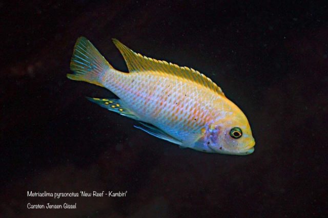 Metriaclima pyrsonotos Kambiri Reef (O samec)