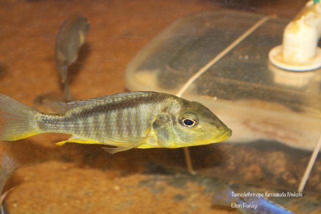 Taeniolethrinops furcicauda Ntekete