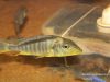 Taeniolethrinops furcicauda Ntekete