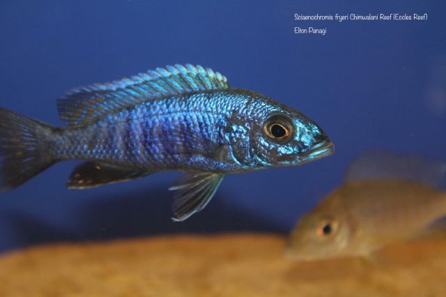 Sciaenochromis fryeri (samec)