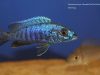 Sciaenochromis fryeri (samec)