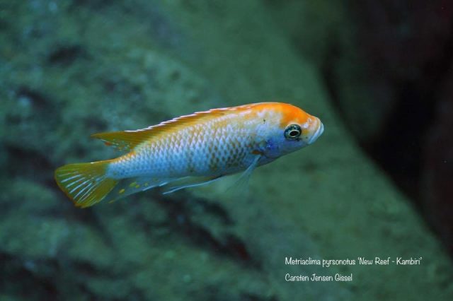 Metriaclima pyrsonotos Kambiri Reef (O samec)