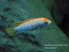 Metriaclima pyrsonotos Kambiri Reef (O samec)