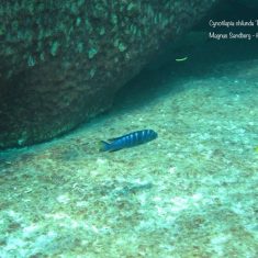Cynotilapia chilundu