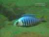 Placidochromis sp. ‚jalo‘