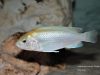 Labidochromis caeruelus Chadagha (samice)