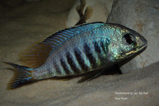 Placidochromis sp. 'jalo' Jalo Reef (samec)