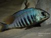 Placidochromis sp. 'jalo' Jalo Reef (samec)