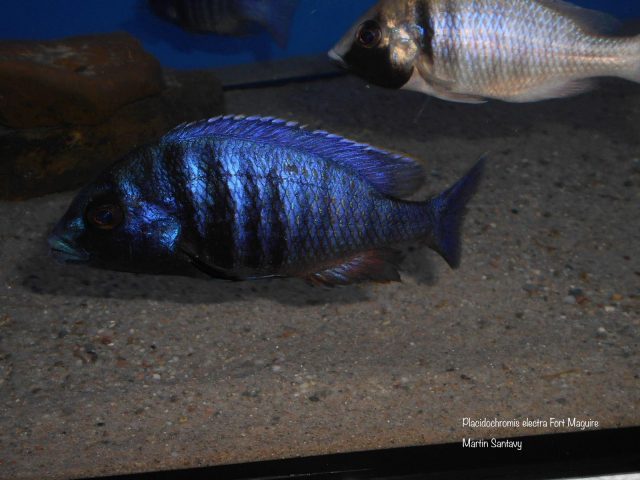 Placidochromis electra Fort Maguire
