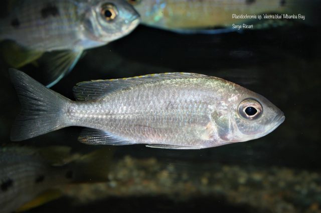 Placidochromis sp. 'electra blue' Mbamba Bay (samice)