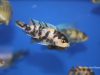 Metriaclima zebra Masinje (OB samice)