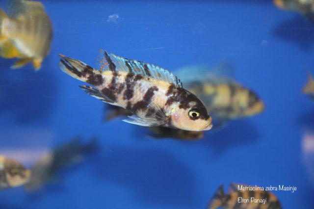 Metriaclima zebra Masinje (OB samice)
