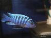 Metriaclima zebra Masinje (samec)
