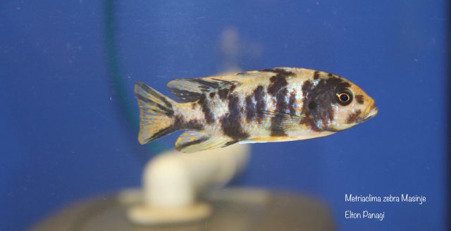 Metriaclima zebra Masinje (OB samice)