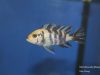 Metriaclima zebra Masinje (OB samice)