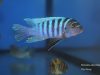Metriaclima zebra Masinje (samec)