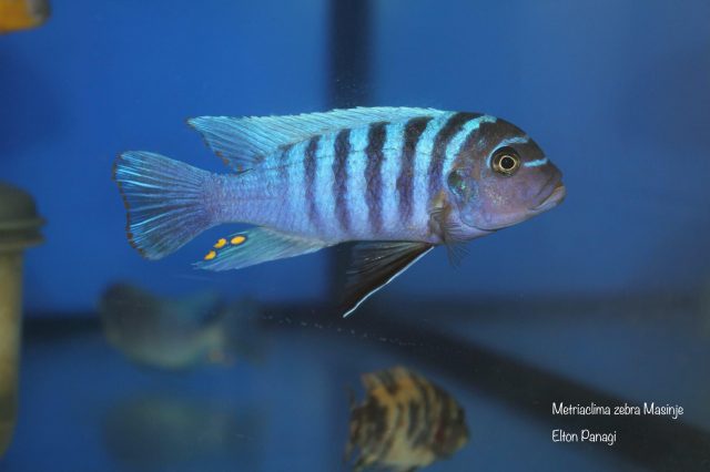Metriaclima zebra Masinje (samec)