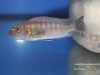 Labeotropheus trewavasae Masinje (standardní samice)