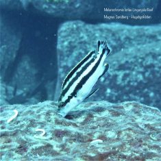 Melanochromis loriae
