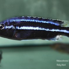 Melanochromis loriae