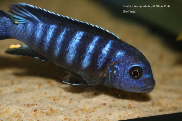 Pseudotropheus sp. 'ndumbi gold' (samec)