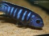 Pseudotropheus sp. 'ndumbi gold' (samec)
