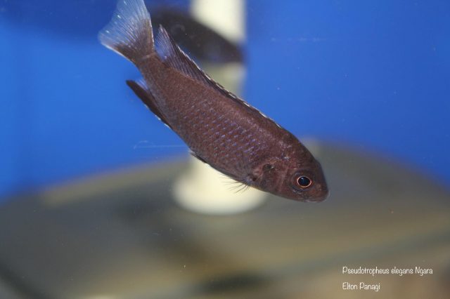 Pseudotropheus elegans Ngara (samice)