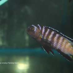 Tropheops sp. ,elongatus‘