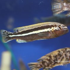 Melanochromis auratus 