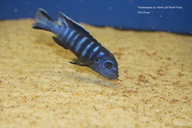 Pseudotropheus sp. &#8218;ndumbi gold&#8216;