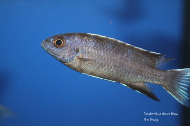 Pseudotropheus elegans Ngara