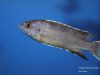 Pseudotropheus elegans Ngara