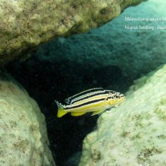 Melanochromis auratus
