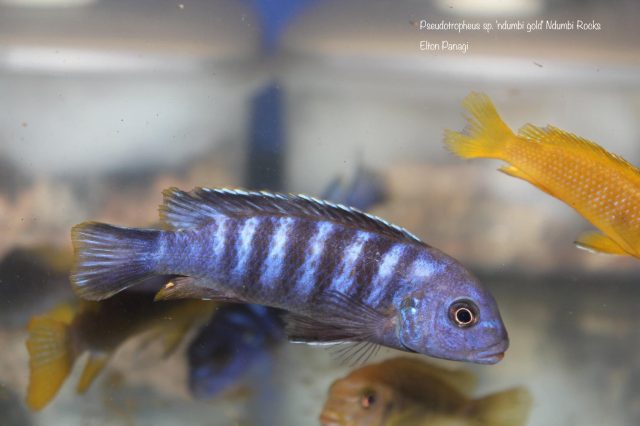 Pseudotropheus sp. 'ndumbi gold' (samec)