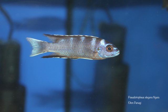 Pseudotropheus elegans Ngara
