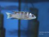 Pseudotropheus elegans Ngara