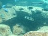 Melanochromis loriae
