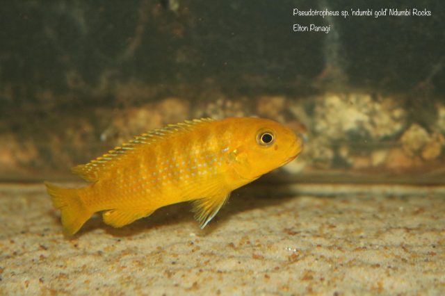 Pseudotropheus sp. 'ndumbi gold' (samice)